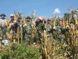 Koramil 01/Bandar: Panen Perdana Jagung Hibrida Program I’M Jagung