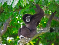 ini Fakta unik Siamang Gunung Leuser