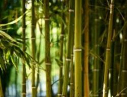 “Gere bewene Ines nguk kin suling” pribahasa Gayo melirik Pemimpin yang tepat!