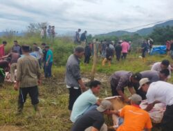 Masyarakat Kampung Merie Satu Potong 10 Ekor Hewan Kurban Tahun Ini.