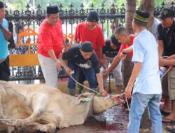 Idul Adha 2024, Polda Lampung Kurban 44 Sapi dan Kambing.