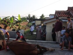 Kapolres Majalengka Pimpin Pemotongan Hewan Qurban Pada Hari Raya Idul Adha 1445 H.