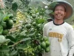 Kesuksesan Petani jeruk Lemon berbasis kemitraan bersama CV Bintang Mandiri Sukses(BMS