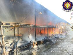 Kandang Ayam Terbakar di Kab. Jembrana, Kerugian di Taksir 1,4 Milyar