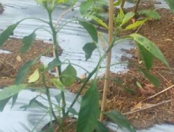 Di Prediksi harga cabe melambung jelang tahun baru ini !! penyebab nya