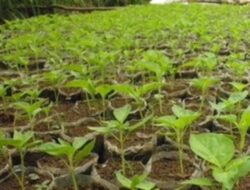 Ini Tanggapan BPP Penyuluh Pertanian Alur Gading terkait keluhan petani cabe di Kampung Taman Pirdaus.