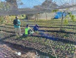 Dorong Pertumbuhan Ekonomi Melalui Pertanian dan Perkebunan, Babinsa Dampingi Pembibitan Tanaman Kopi.