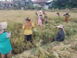 Upaya Babinsa Dalam Membantu Petani Panen Padi, Untuk Mensukseskan Ketahanan Pangan Secara Nasional