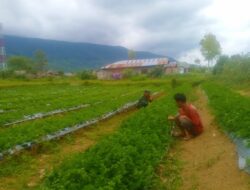 Babinsa Dampingi Petani Merawat Tanaman Saledri.