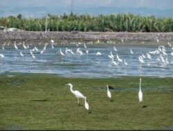 Gampong cinta.raja kembali lolos ke 15.besar dalam lomba desa wisata nusantara