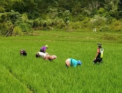 Wujud Kepedulian, Babinsa Bantu Petani Bersihkan Gulma Rumput Liar Pada Tanaman Padi.