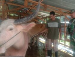 Dukung Ketahanan Pangan di Bidang Peternakan, Babinsa Sambangi Peternakan Kerbau