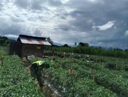 Babinsa Koramil 09/ Ketol Dampingi Petani Merawat Tanaman Cabe