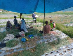 Turun Langsung Dampingi Petani, Babinsa, Bantu Memanen Bawang Merah