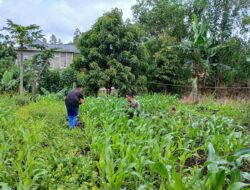 Sukseskan Ketahanan Pangan, Babinsa Bantu Petani Merawat Tanaman Jagung