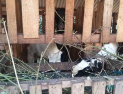 Kurangnya Pemantauan Desa Batukuda Meraup Keuntungan, ADD 2022 dan 2023, Diduga Fiktif?