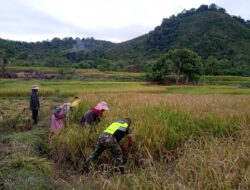 Bentuk Kepedulian pada Warga Binaan, Babinsa Bantu Petani Panen Padi.