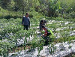 Babinsa Bantu Cek dan Merawat Tanaman Cabe Milik Petani