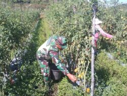 Babinsa Membantu Memanen Tomat Milik Warga Desa Jagong Jeget