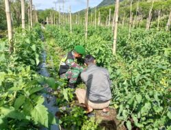 Babinsa Membantu Petani, Wujudkan Program Ketahanan Pangan