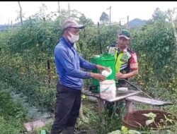 Upaya Meningkatkan Hasil Pertanian, Babinsa Turun Lapangan Beri Motivasi Petani. 