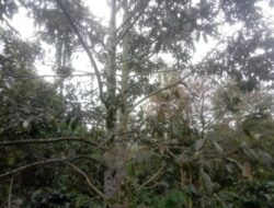 Sejumlah petani durian di pedalaman Kabupaten Aceh Tengah, Provinsi Aceh mengeluhkan panen durian menurun drastis dibandingkan tahun lalu.