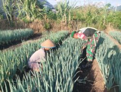 Babinsa Koramil 02/Bebesen Wujudkan Ketahanan Pangan Bantu Petani Daun Bawang Di Daerah Binaan.