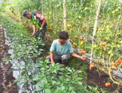 Dengan Sistim Tumpang Sari Perawatan Tanaman Tomat Dan Cabe, Babinsa Koramil 03/Pegasing Damping Petani Di Wilayah Binaan. 