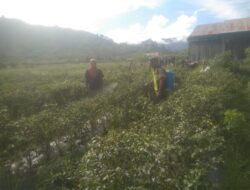 Antisipasi Hama, Babinsa Koramil 03/Pegasing Bantu Warga Semprot Tanaman Cabai