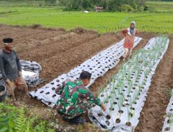 Optimalkan Pertumbuhan Tanaman Bawang Milik Petani, Babinsa Turut Langsung Membantu Dalam Perawatan Rutin.