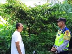Monitoring Ketahanan Pangan, Bhabinkamtibmas Bripka Ardana Sambangi Pemilik Kebun