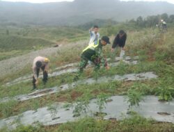 Tingkatkan Ketahanan Pangan Babinsa Dampingi Petani Cabe Membersihkan Lahan