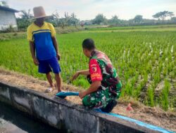 Pendampingan Babinsa Dukun Mendukung Ketahanan Pangan Wilayah Melalui Pemantauan Irigasi Pertanian