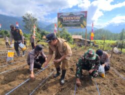 Dukung Ketahanan Pangan, TNI- Polri Bersama Petani Tanam Bibit Jagung Serentak