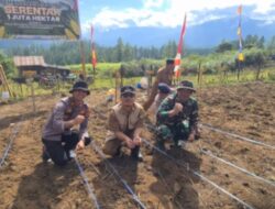 Dukung Program Pemerintah Kapolsek Linge Bersama Muspika dan Masyarakat Tanam Jagung Serentak di Kampung Gelampang Gading