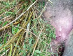 Harimau mangsa Ternak Kerbau warga Di Kecamatan Linge,Warga Resah Berharap BKSDA Segera Atasi