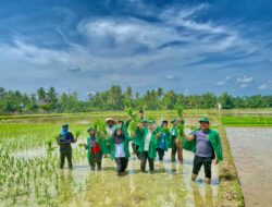 Tingkatkan ketahanan Pangan Nasional, Mahasiswa KKN kelompok 49 ikut serta dalam penanaman padi di desa Bie kec, Syamtalira Bayu Kabupaten Aceh Utara