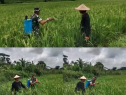 Babinsa Desa Kubang Dampingi Kelompok Tani dalam Penyemprotan Hama Padi