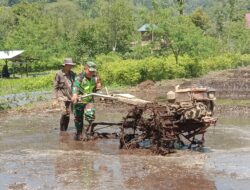 Babinsa turun langsung ke sawah Bantu Petani Bajak Sawah Dengan Traktor