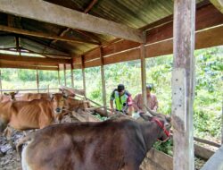 Pendampingan Babinsa Bantu Peternak Sapi di Pegasing