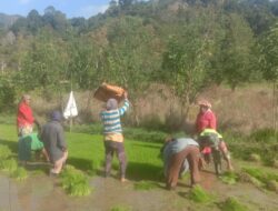 Dukung Swasembada Pangan, Babinsa Takengon Terjun ke Sawah Bantu Petani