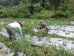 Babinsa Bantu Petani di Atu Lintang Tingkatkan Hasil Panen Cabai