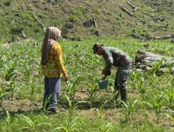 Disela Kegiatan, Anggota Satgas TMMD Ke-123 Kodim 0111/Bireuen Bantu Warga Memupuk Tanaman Jagung.