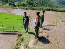 Dukung Ketahanan Pangan, Babinsa Koramil 05/Linge Bantu Petani di Aceh Tengah