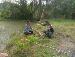 Pantau Perkembangan Padi, Babinsa Koramil 03/Pegasing Turun ke Sawah.