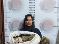 Polisi Tangkap Nenek di Bener Meriah, Terlibat Peredaran Ganja 3,7 Kilogram