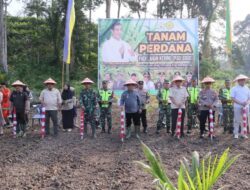 Dukung Swasembada Pangan Nasional, Pemkab Aceh Tamiang Tanam Padi Gogo Di Lahan PSR