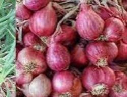 Pemkab Taput Berkomitmen Dukung Sktor Pertanian 