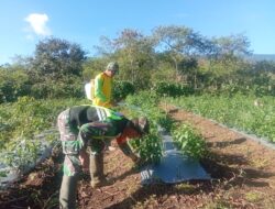 Wujudkan Petani Produktif, Babinsa Bantu Petani Merawat Tanam Cabai