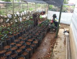 Aksi Nyata Babinsa Koramil 06/Jagung Bantu Petani Tanam Bibit Kopi Di Polybag